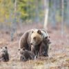 Bjørnebinna passer godt på de tre små ungene sine, fotokunst veggbilde / plakat av Kjell Erik Moseid