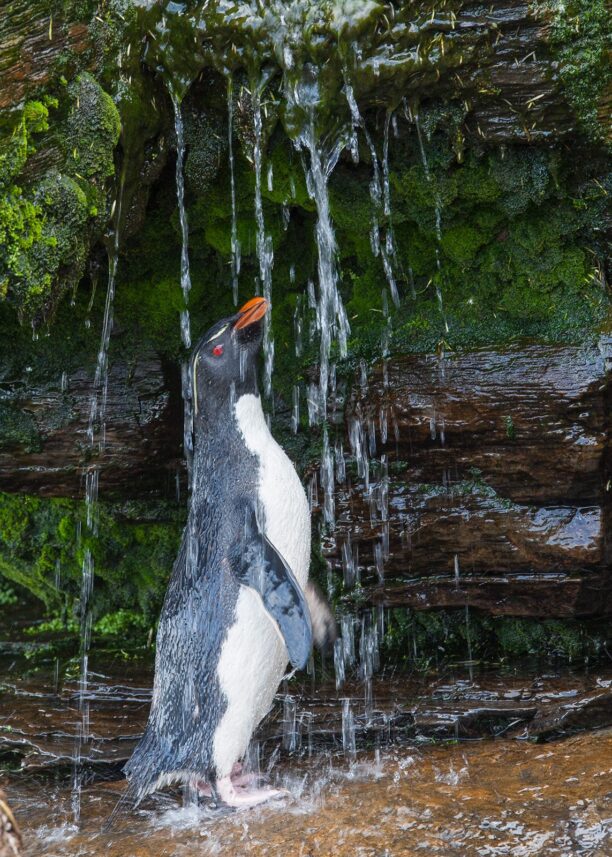 Ren, pen og nydusjet pingvin nyter vannstrålene, fotokunst veggbilde / plakat av Kjell Erik Moseid