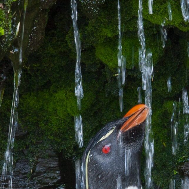 Ren, pen og nydusjet pingvin nyter vannstrålene, fotokunst veggbilde / plakat av Kjell Erik Moseid