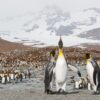 Pingvinkolonien på St.Andrews Bay er en av verdens største fuglekolonier, fotokunst veggbilde / plakat av Kjell Erik Moseid