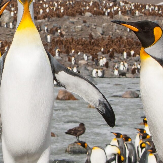 Pingvinkolonien på St.Andrews Bay er en av verdens største fuglekolonier, fotokunst veggbilde / plakat av Kjell Erik Moseid