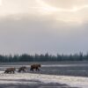 En bjørnefamilie vandrer over store områder, fotokunst veggbilde / plakat av Kjell Erik Moseid