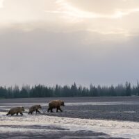 En bjørnefamilie vandrer over store områder, fotokunst veggbilde / plakat av Kjell Erik Moseid
