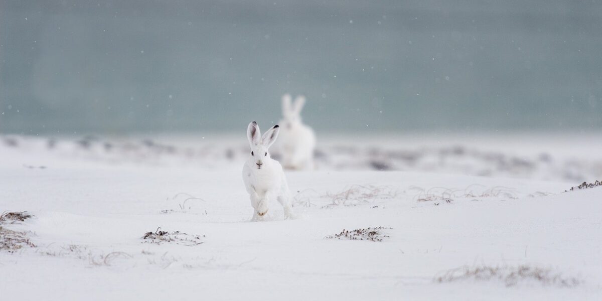 Harene kommer hoppende i lett snøvær, fotokunst veggbilde / plakat av Kjell Erik Moseid