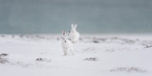To rådyr i lett snøvær. , fotokunst veggbilde / plakat av Kjell Erik Moseid