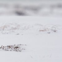 Harene kommer hoppende i lett snøvær, fotokunst veggbilde / plakat av Kjell Erik Moseid