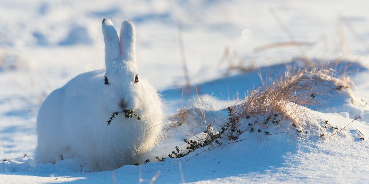 Haren ser inn i kamera mens den spiser krekling, fotokunst veggbilde / plakat av Kjell Erik Moseid