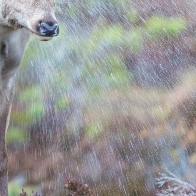 Hjortekolla er kliss våt etter kraftig regn og rister seg, fotokunst veggbilde / plakat av Kjell Erik Moseid