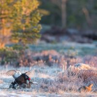 Paring på orreleiken en frostmorgen i høneuka, fotokunst veggbilde / plakat av Kjell Erik Moseid