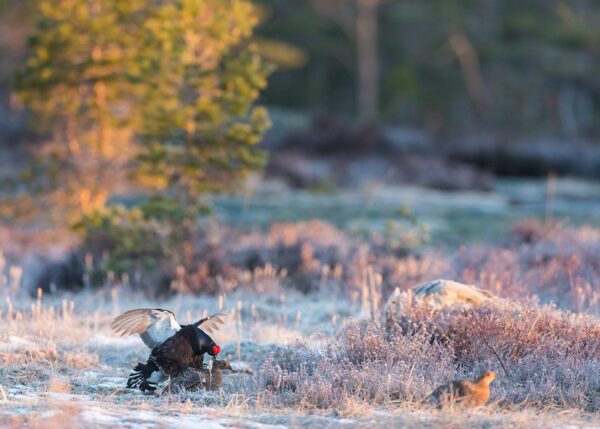 Paring på orreleiken en frostmorgen i høneuka, fotokunst veggbilde / plakat av Kjell Erik Moseid
