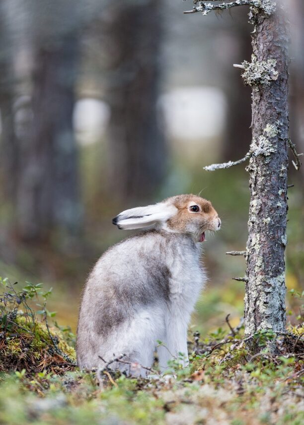Haren sitter og gjesper før han legger seg ned igjen, fotokunst veggbilde / plakat av Kjell Erik Moseid