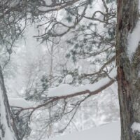 Snøvær med kraftig vind stopper ikke gammeltiuren, fotokunst veggbilde / plakat av Kjell Erik Moseid