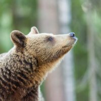 En bjørn orienterer seg med luktesansen, fotokunst veggbilde / plakat av Kjell Erik Moseid