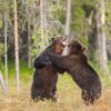 To middels store hannbjørner sloss om ei binne i brunsten, fotokunst veggbilde / plakat av Kjell Erik Moseid