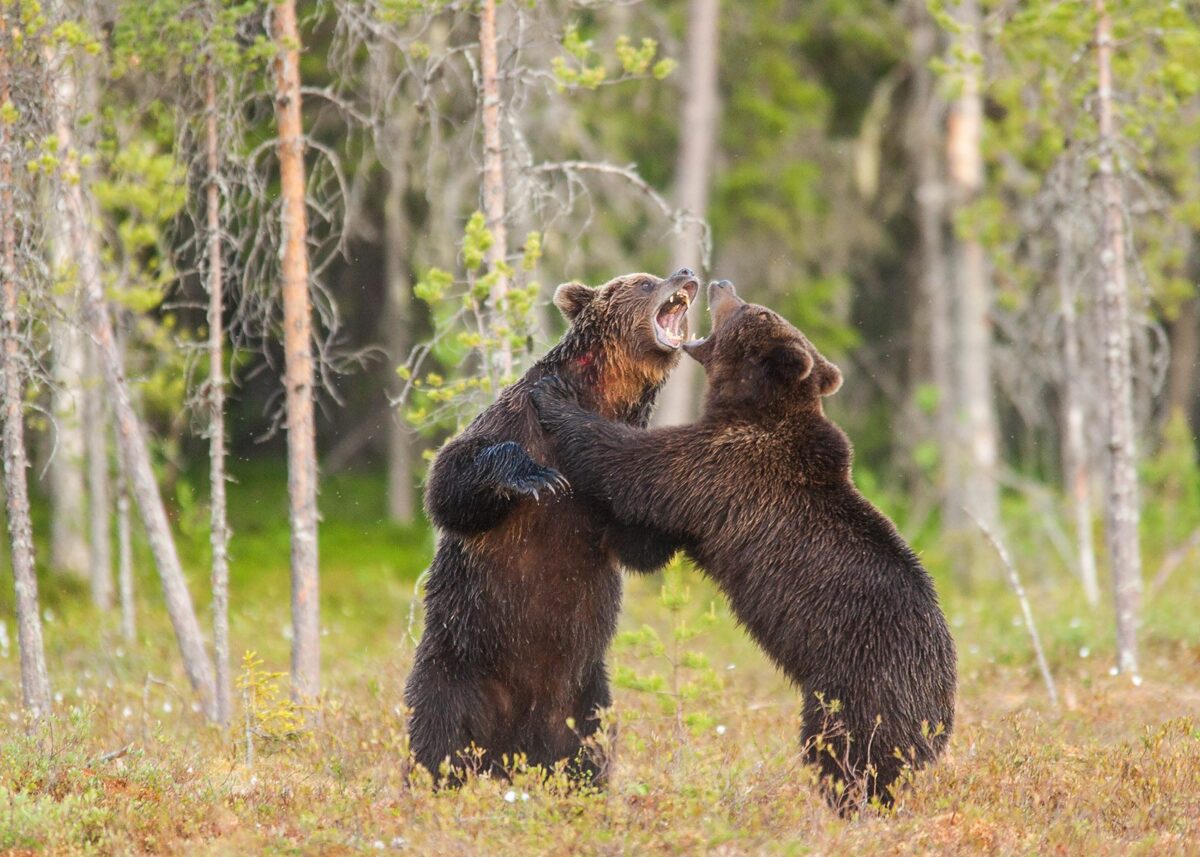 To middels store hannbjørner sloss om ei binne i brunsten, fotokunst veggbilde / plakat av Kjell Erik Moseid