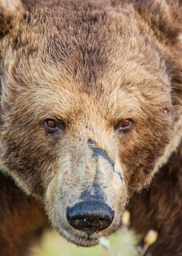 Portrett av en stor gammel bjørn med tydelige arr etter et langt og hardt liv, fotokunst veggbilde / plakat av Kjell Erik Moseid