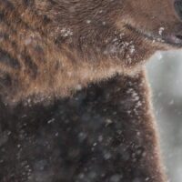 Bamsen kommer lufsende i snøbygene. Detter er en kritisk tid for bjørnen som nettopp har våknet fra vinterdvalen, fotokunst veggbilde / plakat av Kjell Erik Moseid