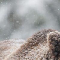 Bamsen kommer lufsende i snøbygene. Detter er en kritisk tid for bjørnen som nettopp har våknet fra vinterdvalen, fotokunst veggbilde / plakat av Kjell Erik Moseid