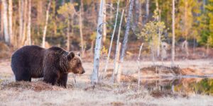 En målrettet bjørn i myrkanten, fotokunst veggbilde / plakat av Kjell Erik Moseid