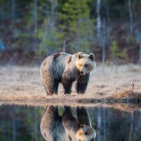 En middels stor bjørn speiler seg i et skogstjern, fotokunst veggbilde / plakat av Kjell Erik Moseid