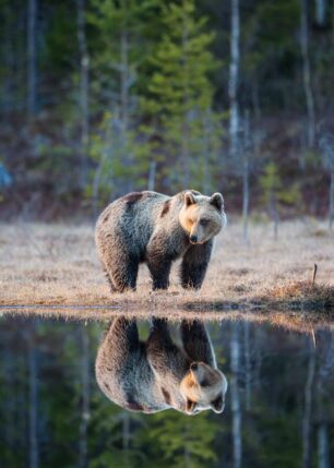En middels stor bjørn speiler seg i et skogstjern, fotokunst veggbilde / plakat av Kjell Erik Moseid