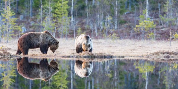En hannbjørn og ei binne møtes i vannkanten, fotokunst veggbilde / plakat av Kjell Erik Moseid