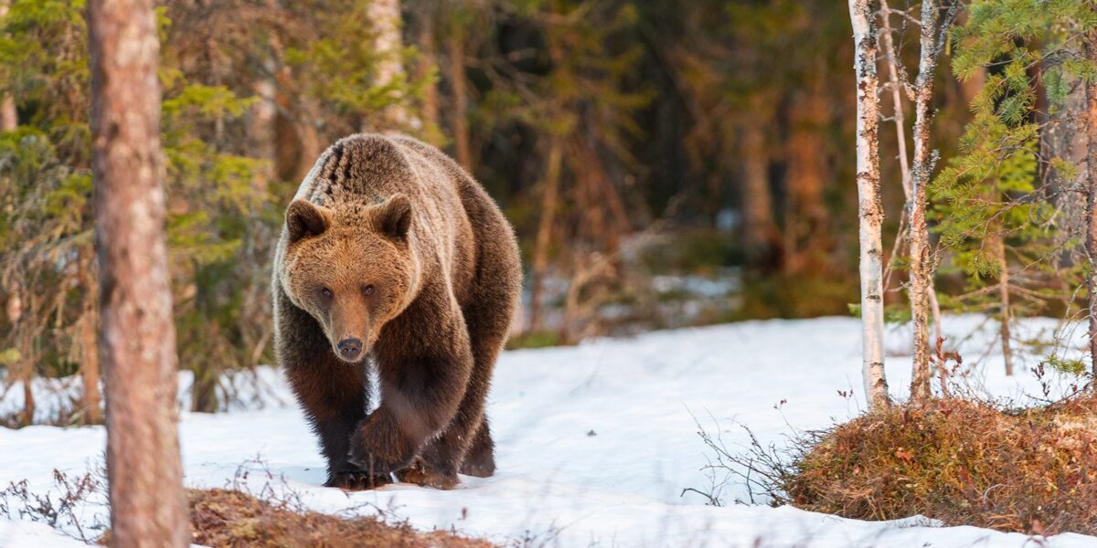 En middels stor bjørn på snøflekker i morgensola, fotokunst veggbilde / plakat av Kjell Erik Moseid