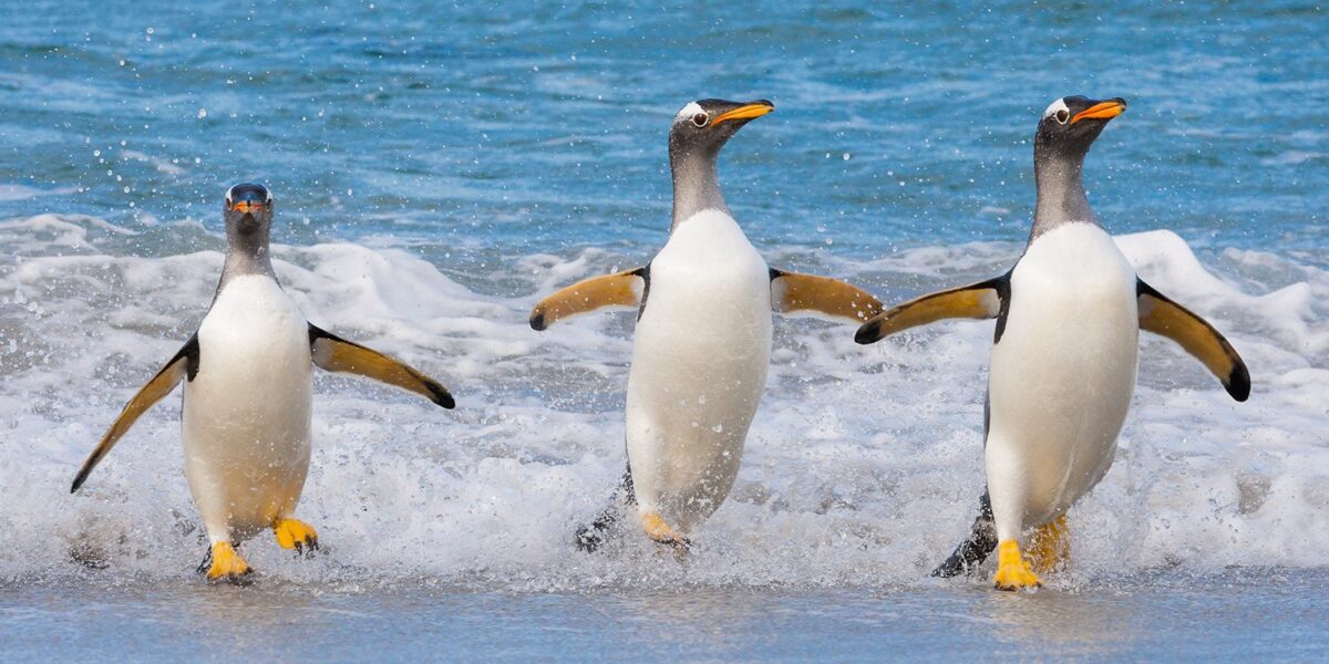 Tre gentoopingviner/bøylepingviner følger med bølgen og springer i land, fotokunst veggbilde / plakat av Kjell Erik Moseid