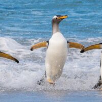 Tre gentoopingviner/bøylepingviner følger med bølgen og springer i land, fotokunst veggbilde / plakat av Kjell Erik Moseid