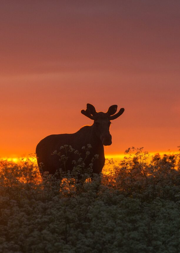 Rundt midnatt kommer elgen ut for å beite mens sola farger himmelen, fotokunst veggbilde / plakat av Kjell Erik Moseid