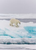 Isbjørn hopper mellom isflakene i i drivisen, fotokunst veggbilde / plakat av Kjell Erik Moseid