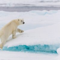 En isbjørn klatrer opp på en isblokk for å få bedre oversikt når den speider etter sel i pakkisen, fotokunst veggbilde / plakat av Kjell Erik Moseid