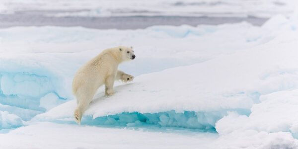 En isbjørn klatrer opp på en isblokk for å få bedre oversikt når den speider etter sel i pakkisen, fotokunst veggbilde / plakat av Kjell Erik Moseid