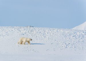 Bjørn i snødrev, fotokunst veggbilde / plakat av Kjell Erik Reinhardtsen