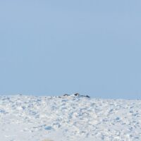 En stor isbjørnhanne på vandring, fotokunst veggbilde / plakat av Kjell Erik Moseid