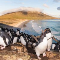 Stor aktivitet i pingvinkolonien, fotokunst veggbilde / plakat av Kjell Erik Moseid