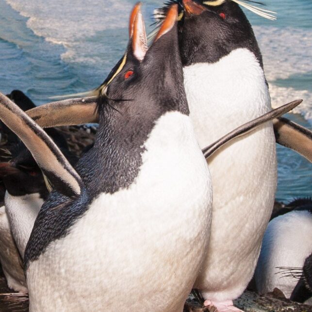 Stor aktivitet i pingvinkolonien, fotokunst veggbilde / plakat av Kjell Erik Moseid