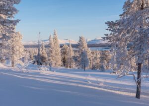 10-takker og ku i vintermiljø, fotokunst veggbilde / plakat av Kjell Erik Moseid