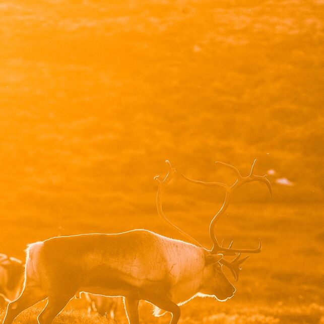 En stor reinsbukk på vandring i solnedangen. Motlys gir en glorie rundt bukken, fotokunst veggbilde / plakat av Kjell Erik Moseid
