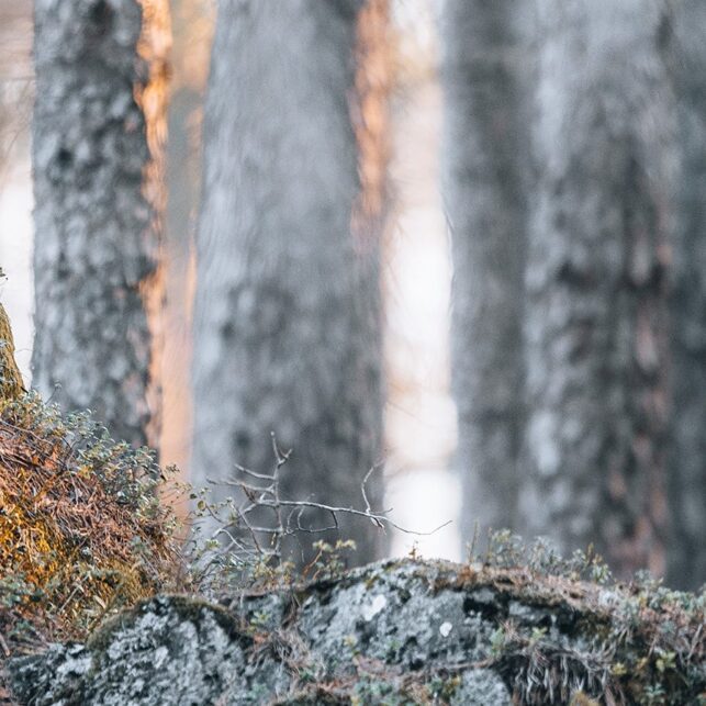 Morgenens første solstreif treffer tiuren som spiller med oppslått halevifte., fotokunst veggbilde / plakat av Kjell Erik Moseid