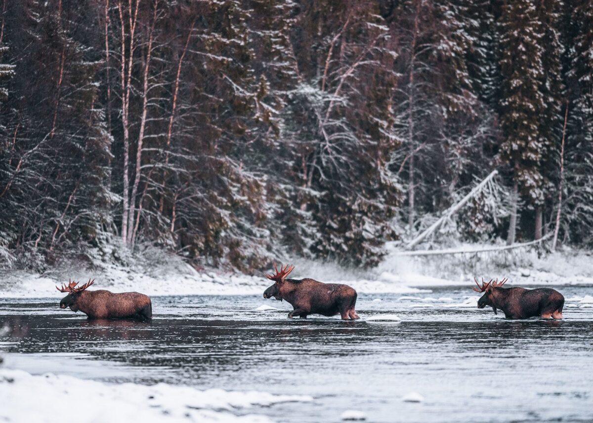 Tre elgokser vader over elva en kald vinterdag, fotokunst veggbilde / plakat av Kjell Erik Moseid
