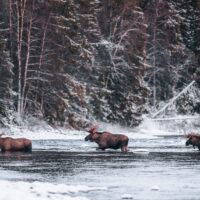 Tre elgokser vader over elva en kald vinterdag, fotokunst veggbilde / plakat av Kjell Erik Moseid