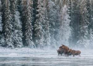 Ei elgku og en okse krysser elva en tidlig vintermorgen mens frostrøyken sveiver over landskapet., fotokunst veggbilde / plakat av Kjell Erik Moseid