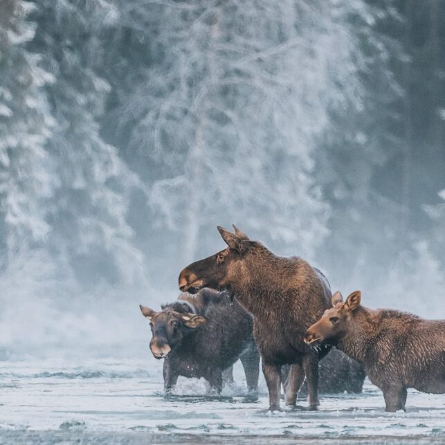 Elgfamilie i vinterelv mens frostrøyken stiger., fotokunst veggbilde / plakat av Kjell Erik Moseid