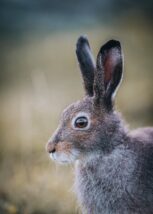 En hare på sommerbeite ser forbauset på fotografen, fotokunst veggbilde / plakat av Kjell Erik Moseid