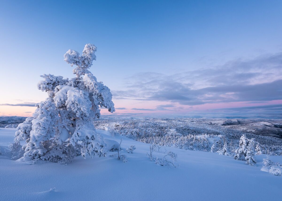 Blåtimen en kort vinterdag med is- snøtunge trær i fjellregionen., fotokunst veggbilde / plakat av Kjell Erik Moseid