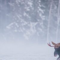 Ei elgku og en okse krysser elva en tidlig vintermorgen mens frostrøyken sveiver over landskapet., fotokunst veggbilde / plakat av Kjell Erik Moseid