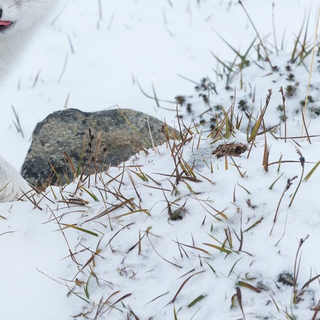 Fjellrev i sesongens første snø, fotokunst veggbilde / plakat av Kjell Erik Moseid