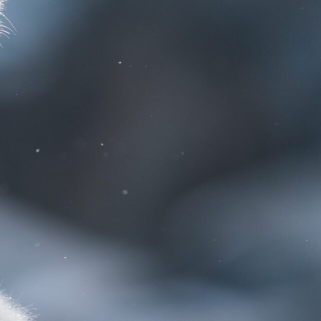 En fjellrev sitter rolig oppreist i vintersola., fotokunst veggbilde / plakat av Kjell Erik Moseid