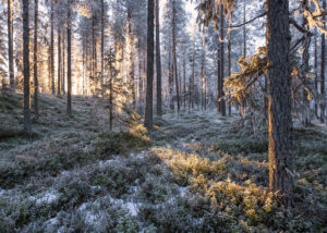 En rekke trær type bjørk skog sort hvitt, fotokunst veggbilde / plakat av Peder Aaserud Eikeland